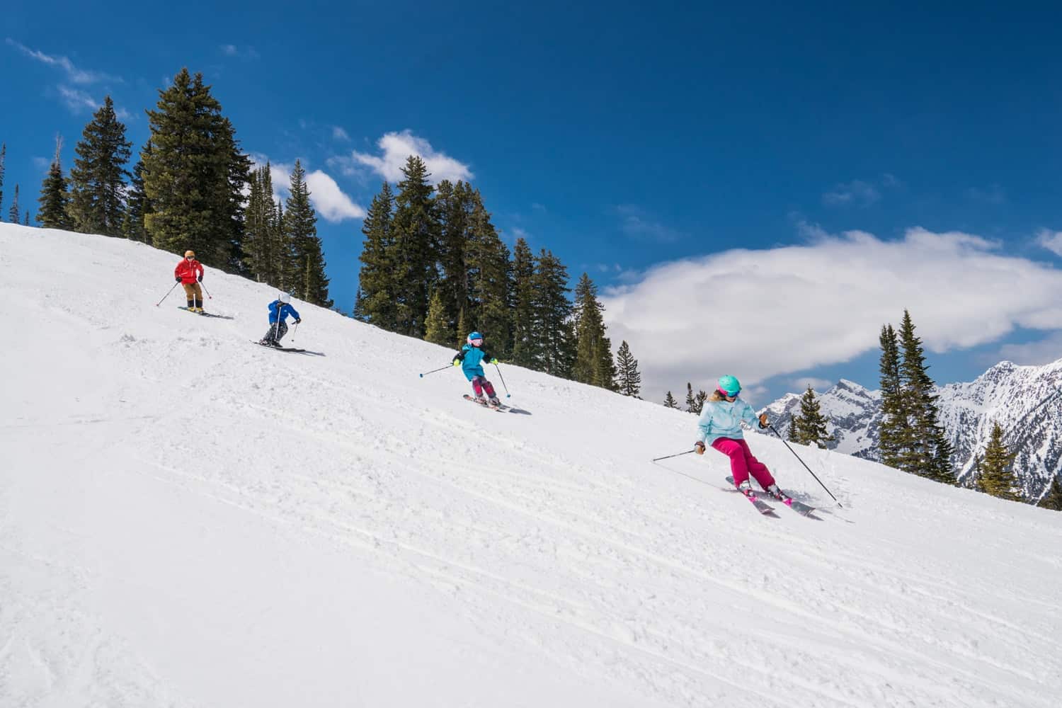Snowbird Classic 2024 Linea Petunia