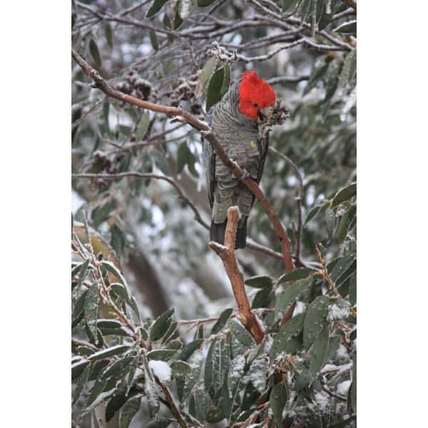 Gang-gang-in-Mt-Buller-snowgums-12May10