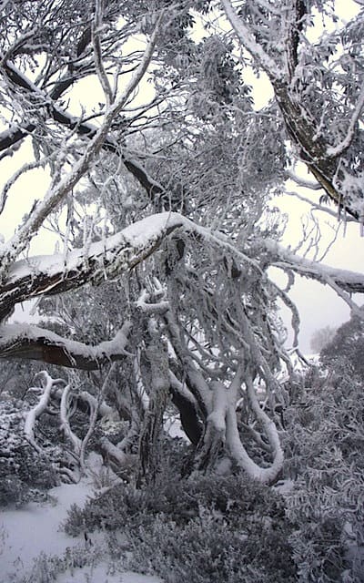 Aussie snow gum