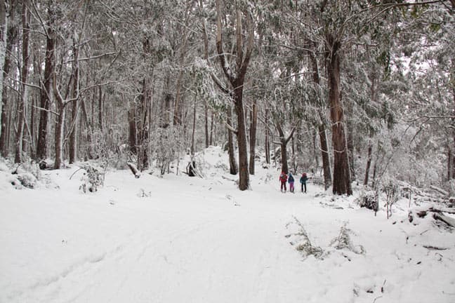 hiking mt stirling 12 aug