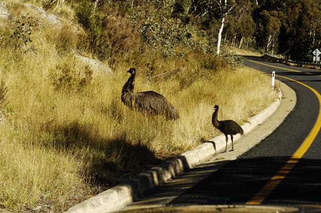 Gratuitous shot of wildlife on the Alpine Way. Image:: Russell Holt