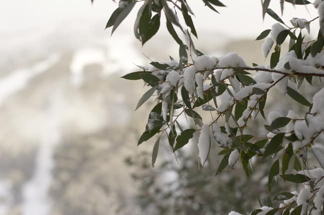 Snow on the gums in Thredbo. Image:: Russell Holt
