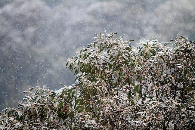 Flakes falling at Falls Image::Courtesy of Falls Creek