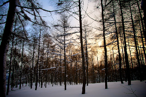 TRAVEL - Snowboard Japan - Myoko Kogen