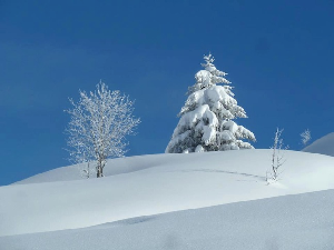 WORLD SNOW WRAP - Superb Snow For The Holiday Season