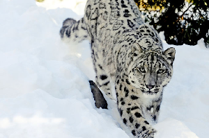 Skiers Encounter Endangered Snow Leopard in Gulmarg, India - Video