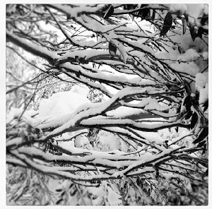 This past storm on hashtag transfersnow