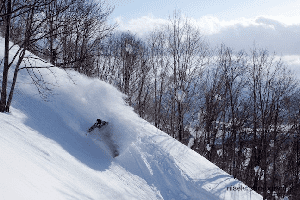 Japan Snow Wrap - Spring Has Sprung