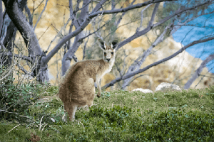 What To Watch Out For This Season – The Roads And The Roos