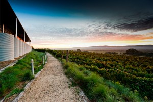 No doubt you’ve driven past countless wineries on your way to the Snowy Mountains, but have you ever taken the time to stop and investigate one of them? Image:: Lerida Estate