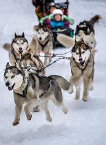 The dog sled race will be kicking off spring in Baw Baw. Photo: Mt Baw Baw