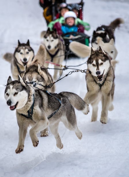 Mt Baw Baw Dog Sled Dash | Mountainwatch