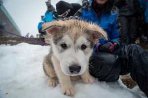 Huge Turnout For The Falls Creek Sled Dog Classic 2018