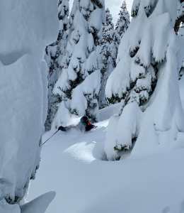 Kevin Quinn deep in the trees at Squaw Valley yesterday. The last storm dropped 2-3 metres across the Californian resorts and there is more on the way this weekend. Photo: Courtesy Squaw Valley Alpine Meadows