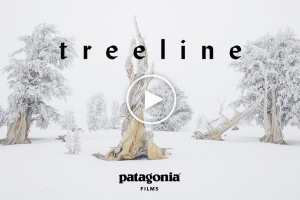 Treeline - An Ethereal Film By Patagonia Celebrating Trees And Skiing Between Them - Video