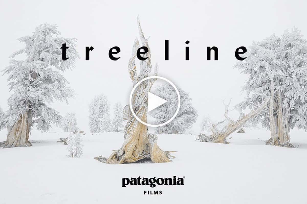 Treeline: The Film - Patagonia Stories