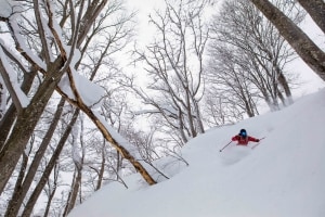 More than 11 metres of snow annually, wiht Jan/Feb the pick for pow. Photo: Zoya Lynch