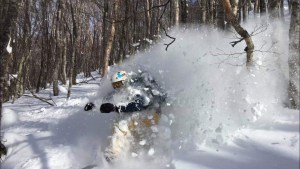 Powder turns in the trees somewhere near Tsudaike, Hakuba yesterday. Photo: Tim Wakening