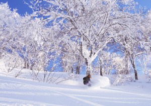 There is somethign special about powder turns in snow-laden trees.