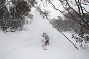 Ripping fresh snow between the snowgums 