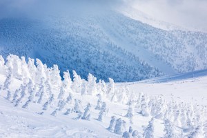 A veritable army of snow monsters Photo:: Matt Wiseman