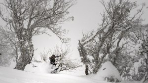 Lee Rolls at perisher on July 13. This weekend's storm will deliver similar snow, a bit dense and heavy. Photo: Perisher