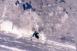 It has been a good couple of weeks in Rusutsu with plenty of powder and there is more on the way. Photo: Rusutsu Resort