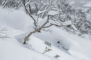 Niseko last week. January was a good month for powder in Japan and it looks like another round of pow is on the way next week. Photo: Sea and Summit Photography