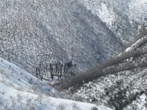 Large areas of burnt out and dead snow gums have become a common sight in the Australian Alps
