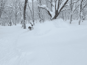 A deep day at Hakuba 47 resort on Tuesday after 50cms overnight. Photo: Hakuba 47