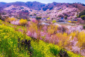 Hananmiyama, a privatekty owned park overlookignFukishima city