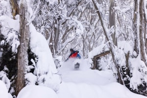 If you're lucky you could score a powder day in Snowgums Trees. Photo: Thredbo