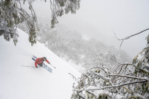 Henry Eisner, freshie sin the trees at Buller yesterday. Photo: Tony Harrington