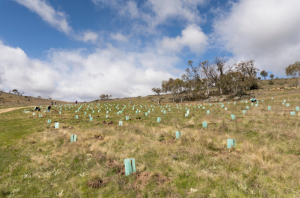 Keep It Cool – Spring Planting Starts This Weekend