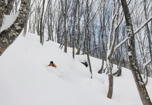 Drew Jolowicz, getting deep in the Nozawa Onsen trees, Thursday January 26th, Photo; Dylan Robinson