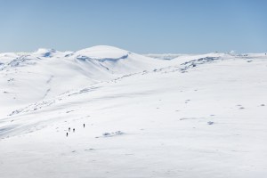 The Australian Alps. A unique environment that is under threat.