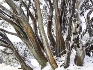 Snow gums covered in snow at Mt Hotham in the Victorian Alps