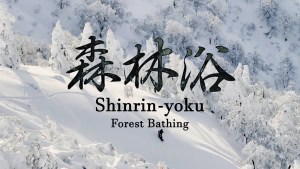 Shrinrin-yoku - Forest Bathing. Snowboard video