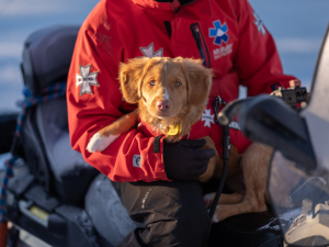 Buller Ski Patrol's newest trainee. Photo: Mt Buller