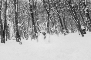 Powder in the Hakuba trees last Sunday. Another storm is set to drop snow acids Japan over then next few days, but tills wont be has high as last weekend. Photo: Lachie Waite